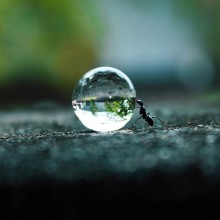 ant pushing a water droplet