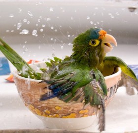 bathing parrot
