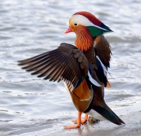 fabulous mandarin duck