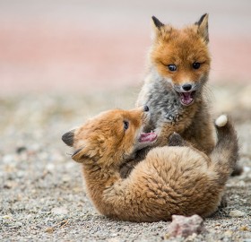 fox cubs play