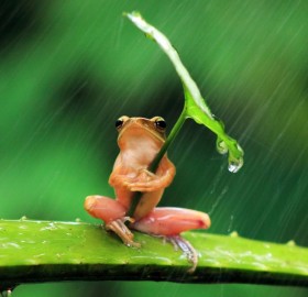frog under umbrella