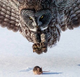 grey owl hunts a mouse
