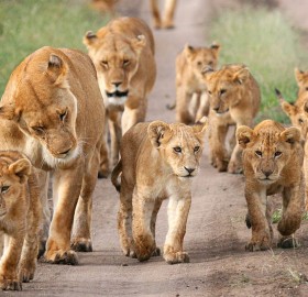 lion supermoms and cubs