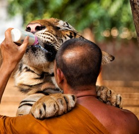monk feeding a three year old tiger