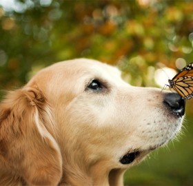 a dog and the butterfly