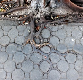 adaptive roots in concrete jungle