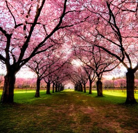 World’s Most Beautiful Trees Photography PART 2