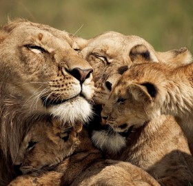 loving lion family