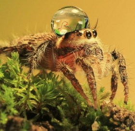 spider with water drop on his head