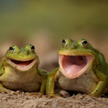 two happy frogs