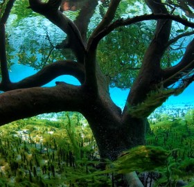 underwater mangrove tree