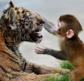 baby rhesus macaque and a tiger cub