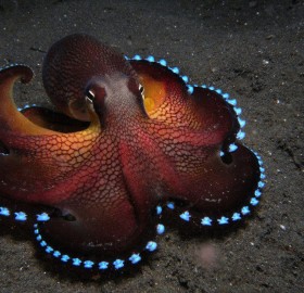 blue glowing coconut octopus