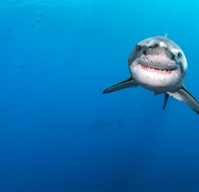 diver swimming around great white shark