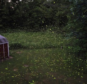 fairy-Like fireflies