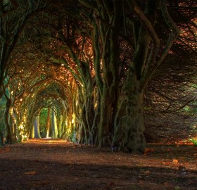 fairytale tree tunnel, ireland