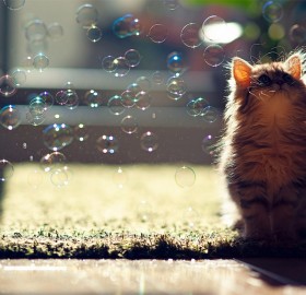 kitten enjoys bubbles