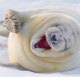 laughing white seal
