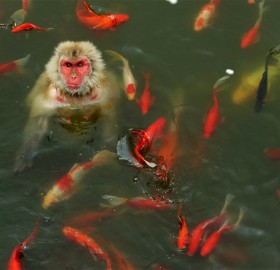 monkey plays with carp fish