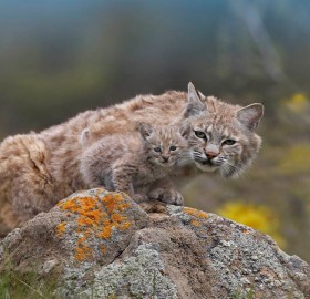 mother lynx with a cub baby