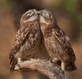 snuggle owls