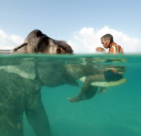 swimming with the elephant