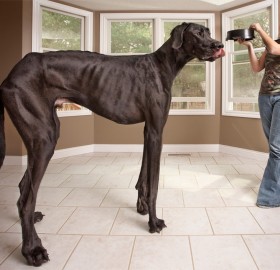 tallest dog in the world, great dane zeus