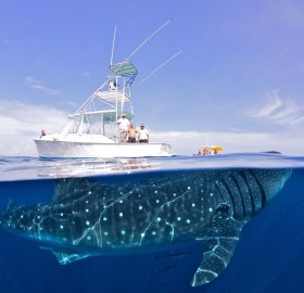 whale shark under yacht, mexico