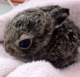 baby bunny in wildlife rehab center