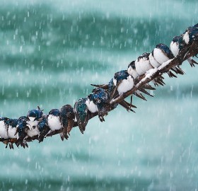 birds in the snowstorm