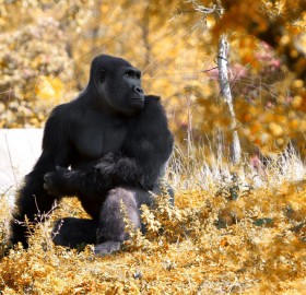 gorilla in autumn, detroit zoo