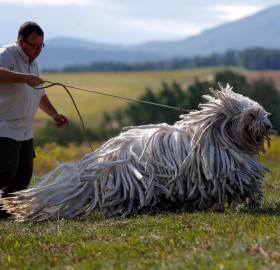 komondors, a traditional hungarian guard dog