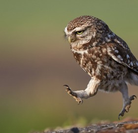 owl in the run