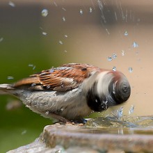 photo of sparrow taken at the right moment