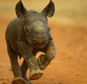 2-Week-Old baby rhino