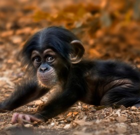 a cute little monkey