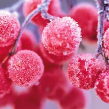 frozen pink berries