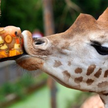 giraffe at london zoo celebrates birthday