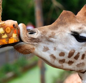 giraffe at london zoo celebrates birthday