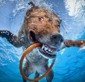 happy underwater dog