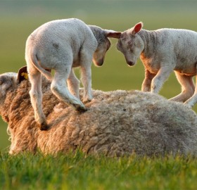 lambs playing on mother sheep
