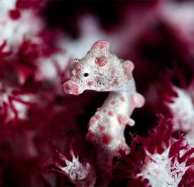 miniature purple seahorse