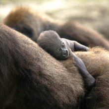 newborn silverback gorilla holds to his mother