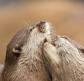 otters in love