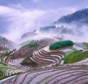rice terraces in early morning mist, china