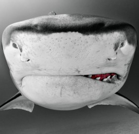 tiger shark close-Up