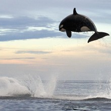 8 ton orca jumping 15ft out of the water