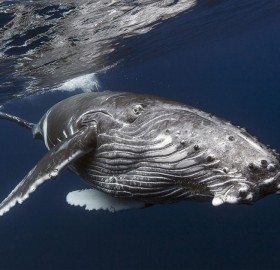baby humpback whale