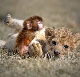 baby lion and a baby monkey snuggle