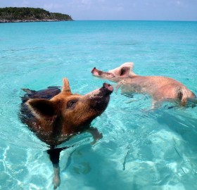 swimming pigs, bahamas